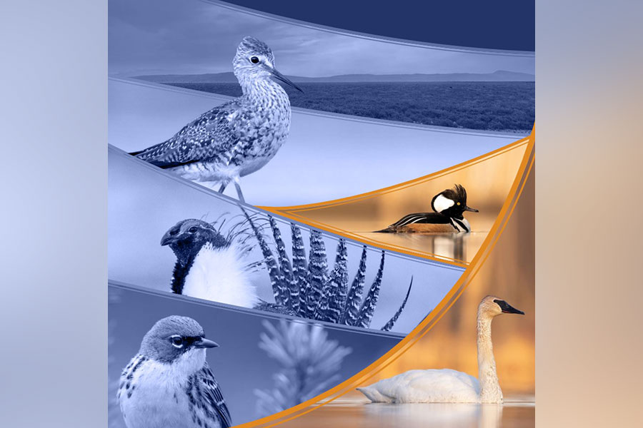 NABCI-State-of-the-Birds.jpg Image